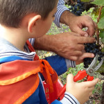 uscita didattica vendemmia