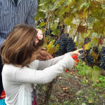 uscita didattica vendemmia