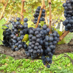 uscita didattica vendemmia